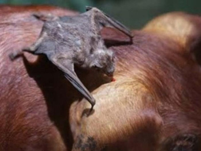 Đối tượng hút máu của dơi quỷ là động vật có vú, trong đó có cả con người. Khi dơi quỷ tìm thấy con vật đang ngủ, chúng âm thầm hút máu mà con vật có thể không biết.