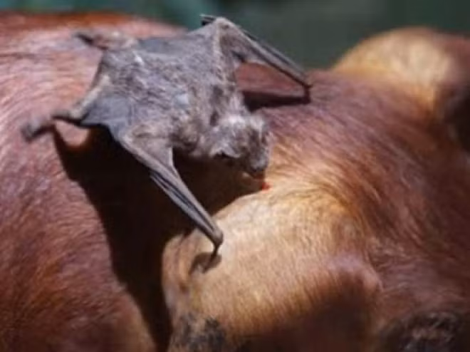 Đối tượng hút máu của dơi quỷ là động vật có vú, trong đó có cả con người. Khi dơi quỷ tìm thấy con vật đang ngủ, chúng âm thầm hút máu mà con vật có thể không biết.