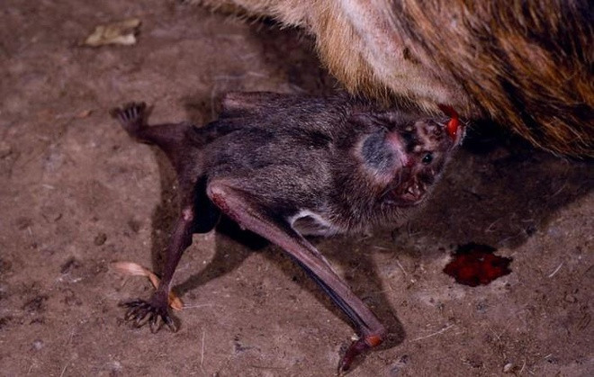 Theo các nhà khoa học, khoảng 5% số lượng dơi quỷ mang trong mình virus bệnh dại. Nó hoàn toàn có thể lây nhiễm căn bệnh này cho con người nếu bị chúng hút máu.