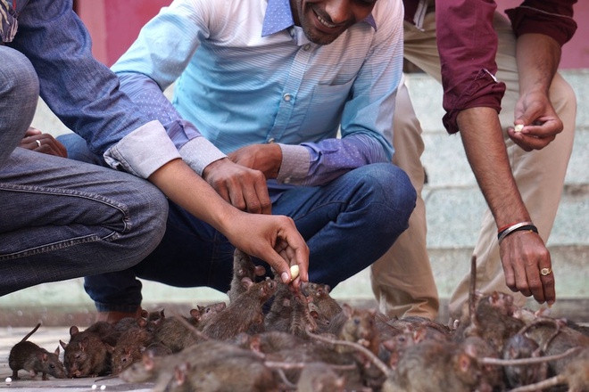 Như một thực hành linh thiêng, tín đồ và du khách khi đến đền Karni Mata thường mang sữa, thức ăn... cho những con chuột ở đây nhấm nháp. Người ta tin rằng thực hành này sẽ mang lại may mắn, sức khỏe, thịnh vượng... trong cuộc sống.