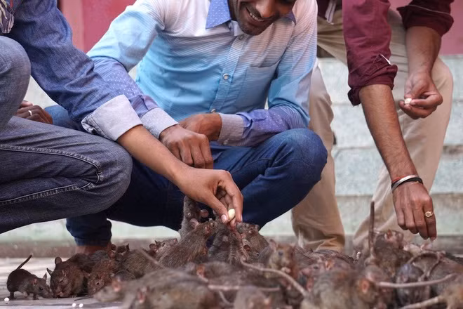 Như một thực hành linh thiêng, tín đồ và du khách khi đến đền Karni Mata thường mang sữa, thức ăn... cho những con chuột ở đây nhấm nháp. Người ta tin rằng thực hành này sẽ mang lại may mắn, sức khỏe, thịnh vượng... trong cuộc sống.