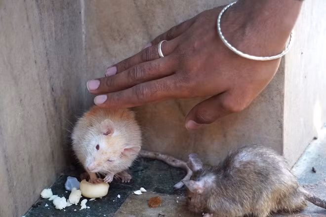 Ở đền Karni Mata, chuột trắng là đặc biệt linh thiêng, vì người ta xem đó là hóa thân của Karni Mata và các con trai nữ thần. Huyền thoại kể rằng do một người con không may bị chết đuối, Karni Mata đã đến cầu xin thần chết Yama để con sống lại. Ban đầu Yama từ chối, song vì cảm động, thần đồng ý tái sinh con trai bà thành những con chuột. Nữ thần sau khi qua đời cũng hóa thân thành chuột để chăm sóc gia đình tại ngôi đền.