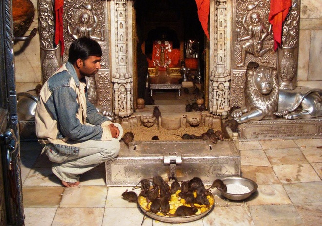 Tại đền Karni Mata, dù vô tình hay cố ý, việc tổn thương hoặc hại đến tính mạng chuột được xem là tội lỗi nghiêm trọng. Người có hành vi này sẽ phải thay thế con vật xấu số bằng một con chuột bằng vàng như sự phạt tội.