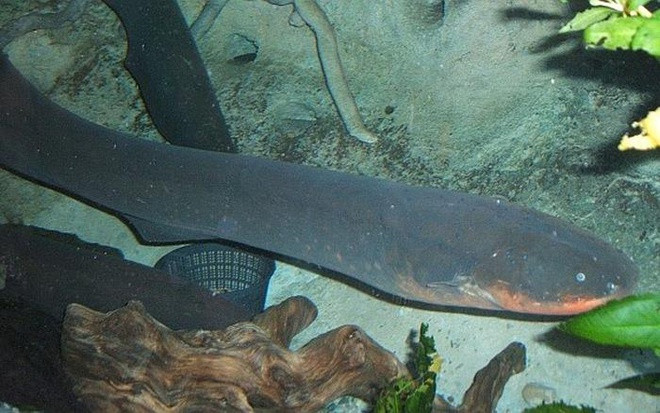 Lươn điện là một trong những loài nguy hiểm nhất ở sông Amazon. Cơ thể chúng sinh ra dòng điện từ các tế bào đặc biệt gọi là electrocyten nằm bên sườn, có thể đạt mức 600 volt, đủ để hạ gục một con ngựa. Nếu bị lươn điện tấn công, người bình thường sẽ bị choáng và chết đuối.