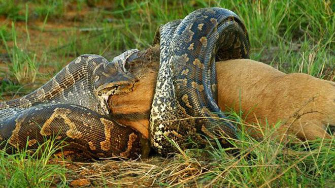 Loài trăn ở vùng Amazon nặng tới hàng trăm kg là trăn xanh Anaconda. Đây là loài trăn lớn nhất thế giới, có thể dài 9 m, nặng hơn 250 kg. Chúng dùng sức mạnh cơ bắp to lớn để bóp nghẹt con mồi như hươu, nai, cá sấu caiman và thậm chí cả báo đốm châu Mỹ.