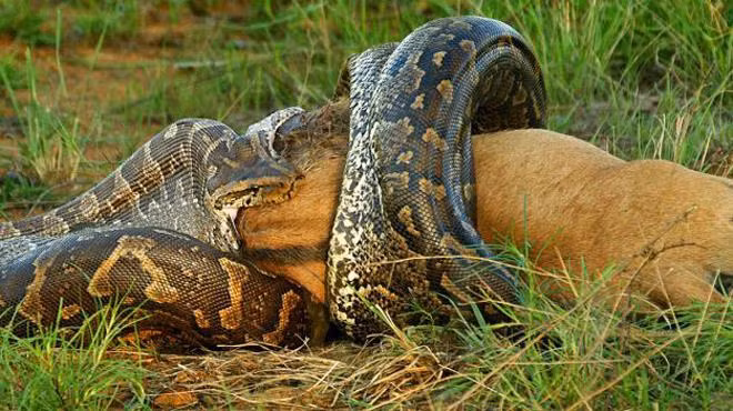 Loài trăn ở vùng Amazon nặng tới hàng trăm kg là trăn xanh Anaconda. Đây là loài trăn lớn nhất thế giới, có thể dài 9 m, nặng hơn 250 kg. Chúng dùng sức mạnh cơ bắp to lớn để bóp nghẹt con mồi như hươu, nai, cá sấu caiman và thậm chí cả báo đốm châu Mỹ.