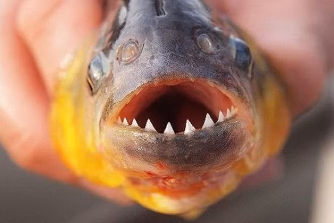 Cá Piranha sống ở vùng Piranha trên sông Amazon (Nam Mỹ). Đây được xem là một trong những loài "thủy quái" nguy hiểm nhất của sông Amazon. Điểm đặc trưng của Piranha là sở hữu những chiếc răng hình tam giác, sắc như dao cạo, lực cắn có thể lên tới 30 lần trọng lượng của cơ thể chúng.