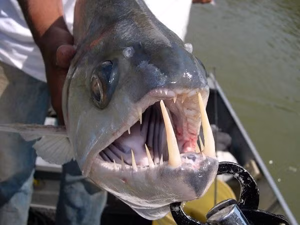 Cá Payara là loài săn mồi dữ tợn, được mệnh danh là "Ma cà rồng" ở sông Amazon. Nó có khả năng nuốt số lượng cá mồi bằng một nửa kích thước của cơ thể. Biệt danh "ma cà rồng" của chúng xuất phát từ hai chiếc răng nanh mọc ra từ hàm dưới, chiều dài 15 cm, được dùng để đâm xuyên qua con mồi sau khi tấn công.