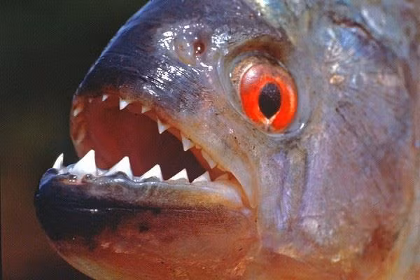 Cá Piranha, còn gọi là cá hổ, cá cọp, cá răng đao, là loài cá nước ngọt thuộc họ Hồng nhung Characidae, kích thước khoảng 15-26 cm, sống thành từng đàn. Thức ăn của chúng là các loại thịt động vật, cá nhỏ, thậm chí cả thịt người. Loài cá này có thể tấn công bất cứ người nào nếu rơi vào đàn của chúng. Theo BBC, năm 2015, một cậu bé người Peru không may mắn rơi xuống nước đã bị loài cá này ăn thịt.