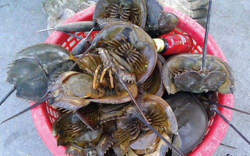 Theo "Sách đỏ IUCN", loài sam đã xuất hiện trên Trái Đất từ khoảng 450 triệu năm trước. Đây là một trong những sinh vật cổ xưa nhất từng xuất hiện trên Trái Đất vẫn còn tồn tại, được các nhà khoa học gọi là “hóa thạch sống”. Dù đã xuất hiện từ thời tiền sử, hình hài của chúng, đến nay, không có sự thay đổi so với hàng trăm triệu năm trước.