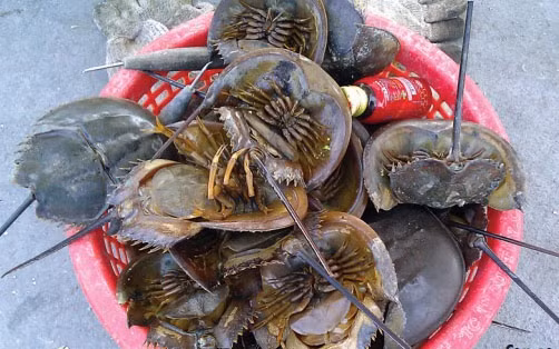 Theo "Sách đỏ IUCN", loài sam đã xuất hiện trên Trái Đất từ khoảng 450 triệu năm trước. Đây là một trong những sinh vật cổ xưa nhất từng xuất hiện trên Trái Đất vẫn còn tồn tại, được các nhà khoa học gọi là “hóa thạch sống”. Dù đã xuất hiện từ thời tiền sử, hình hài của chúng, đến nay, không có sự thay đổi so với hàng trăm triệu năm trước.