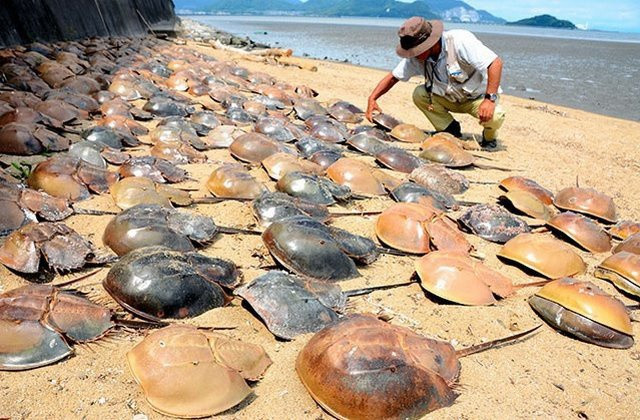 Sam là loài vật đẻ trứng. Con mới nở chưa có đuôi, vỏ rất mềm. Kích cỡ trung bình của sam biển trưởng thành từ 30-60 cm. Trong quá trình lớn lên, sam lột xác khoảng 20 lần.