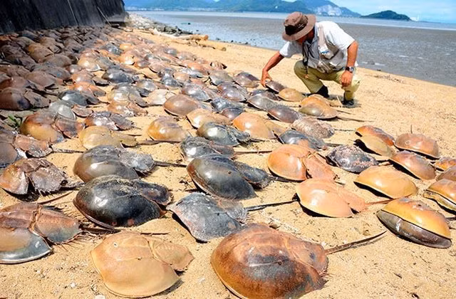 Sam là loài vật đẻ trứng. Con mới nở chưa có đuôi, vỏ rất mềm. Kích cỡ trung bình của sam biển trưởng thành từ 30-60 cm. Trong quá trình lớn lên, sam lột xác khoảng 20 lần.