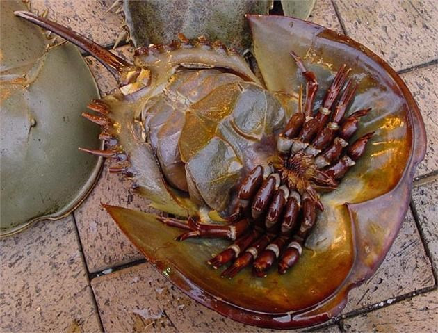 Tên khoa học của loài sam là Limalus Polypherlus, có 4 mắt. Trong đó, 2 mắt lồi ra ở bên thân, hai mắt còn lại ở trên đầu và nằm sát với nhau. Sam có 6 đôi chân, 4 đôi dùng để di chuyển, 2 đôi chân phía sau to khỏe hơn đẩy toàn bộ cơ thể khi bơi. Đôi chân phía sau ngắn hơn, kẹp, giữ con mồi đưa thức ăn vào miệng.