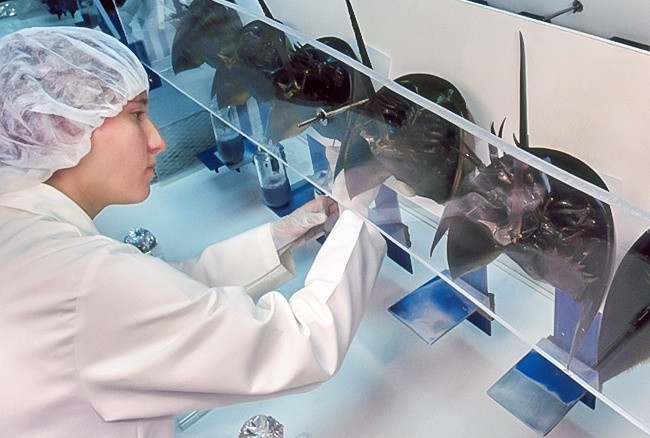 Khác với nhiều loài động vật sống trên cạn, máu sam biển có màu xanh, do thành phần hóa học trong máu quy định. Người ta chỉ khai thác mỗi con sam khoảng 30% máu trong cơ thể. Sau khi lấy máu, sam được đưa lại về biển và một tuần sau lượng máu của chúng sẽ phục hồi.