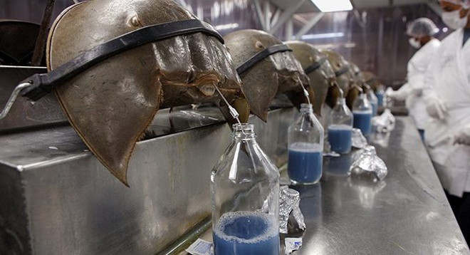 Các nhà khoa học phát hiện máu của loài sam có tác dụng vô hiệu hóa vi khuẩn độc hại. Sam biển không có hệ miễn dịch nhưng có một cơ chế phòng vệ đặc biệt để chống vi khuẩn. Khi đối mặt vi khuẩn độc hại, tế bào amip trong máu sam phát hiện và làm tê liệt, không cho chúng lây lan.