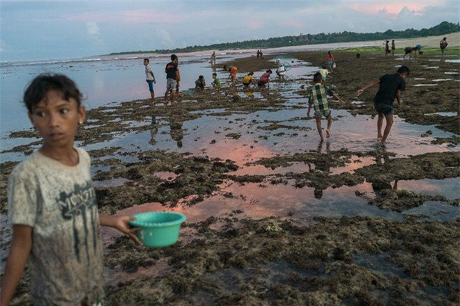 Sáng sớm ngày hội, pháp sư và đoàn tùy tùng sẽ ra bờ biển khấn cầu thần thánh theo nghi thức Marapu, theo sau là đông đảo dân làng. Tại đây, họ hiến tế một con gà ác, rồi dùng tim gà để đoán đọc “thông điệp” của thánh liệu lễ hội Pasola có được phép tiến hành hay không. Nếu mọi việc suôn sẻ, dân làng sẽ thi nhau ào xuống biển bắt sâu biển mang về khai hội. Thông thường, số lượng và màu sắc của sâu biển sẽ dự báo chất lượng của vụ mùa.