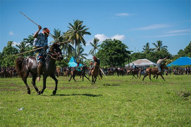 Lễ hội thường kéo dài hàng giờ và chỉ kết thúc khi có một ai đó đã đổ máu. Bên nào có số người bị lao phóng trúng vào người nhiều hơn sẽ thua cuộc. Người Sumba tin rằng, máu của chiến binh rơi trong lễ hội là những giọt máu thiêng, tạo nên sự phồn sinh của đất mẹ và nếu không có máu tưới cho đất thì vụ mùa sẽ thất bại.