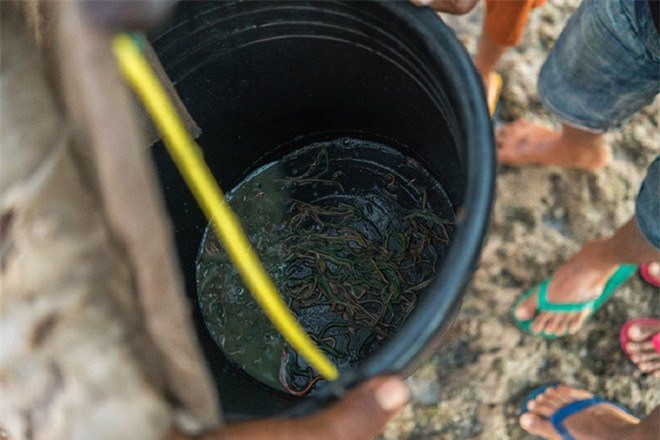 Thời gian và hình thức lễ hội cụ thể đều do thầy cúng (rato) quyết định. Thông thường Posala được tổ chức vào giữa tháng 2 và tháng 3 hàng năm, ứng với tháng chay wula podu trong phong tục địa phương. Lúc này, loài sâu biển nyale sinh trưởng đông đúc quanh đảo, được người dân tin là dấu hiệu của mùa màng bội thu.