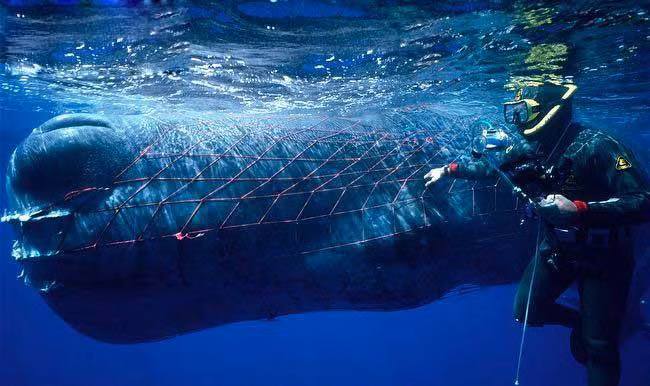 Não của cá nhà táng lớn nhất trong số tất cả động vật còn tồn tại hay đã tuyệt chủng mà giới khoa học từng biết, với khối lượng lên tới 8 kg. Tuổi thọ của cá nhà táng có thể lên tới 70 năm hoặc hơn.