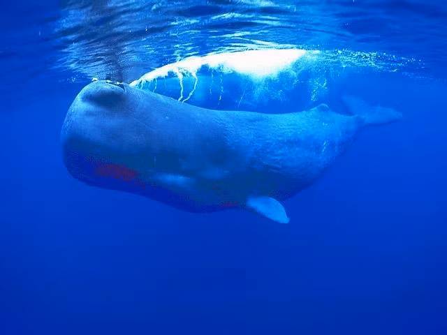 Theo ghi chép lịch sử, những người Trung Đông tán long diên hương thành bột và uống để cường dương, bồi bổ sức lực, chữa bệnh não và tim, tăng thêm hương vị cho thức ăn, nước uống.