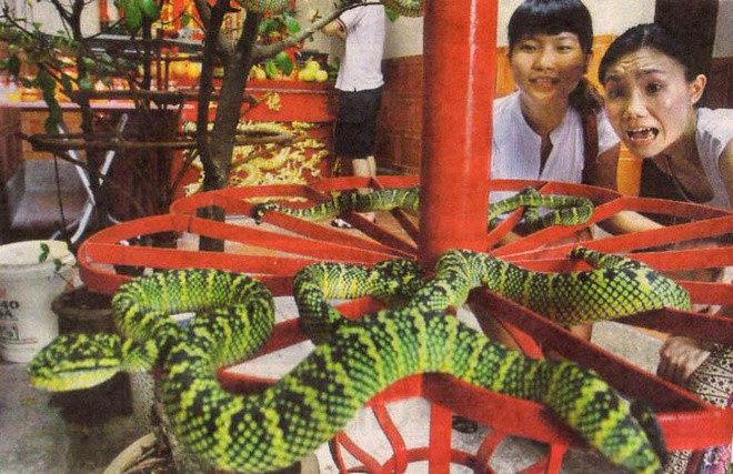 Theo các nhà nghiên cứu, loài rắn tìm đến ngôi đền này trú ngụ nhiều, bởi trong đền lúc nào cũng có sẵn thức ăn của người dâng cúng.