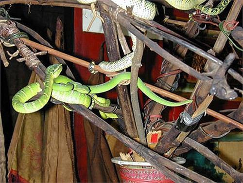 Chiếm số lượng đông đảo nhất là loài rắn Viper (còn được gọi là rắn lục voi). Người dân tin rằng chúng là bầy tôi của Chor Soo Kong, tức vị thần của đền. Người Malaysia tin loài rắn có mặt ở đền là để bảo vệ, giữ gìn sự tôn nghiêm.