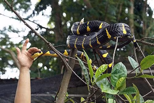 Đây là loài rắn tương đối dài, màu sắc vảy khá rực rỡ, hình thù kỳ dị, có nọc độc rất mạnh. Răng nanh của chúng có thể cắn sâu và tiêm nọc độc vào cơ thể con mồi hoặc những động vật nó cắn phải. Trong đó, rắn Viper Nam Mỹ là loài cực độc.
