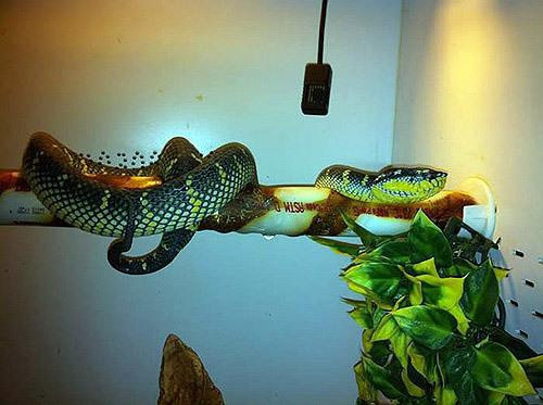 Khi đến nơi này, du khách nên cẩn thận quan sát để không đạp hay sờ trúng rắn. Những con rắn đều có độc và được nuôi thả tự nhiên. Chúng được tự do di chuyển quanh ngôi đền.