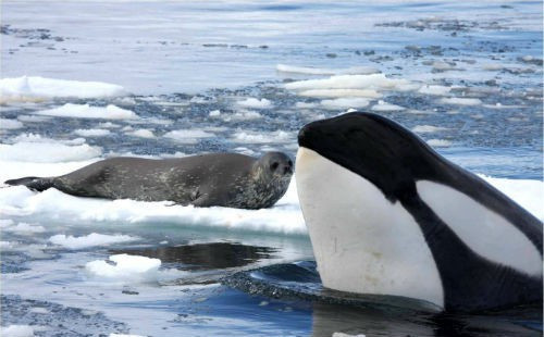 Châu Nam Cực là lãnh địa sinh sống của cá voi xanh, chim cánh cụt và hải cẩu, những loài động vật có khả năng chịu lạnh rất tốt. Dương xỉ và địa y là hai loài thực vật chủ yếu của lục địa này.