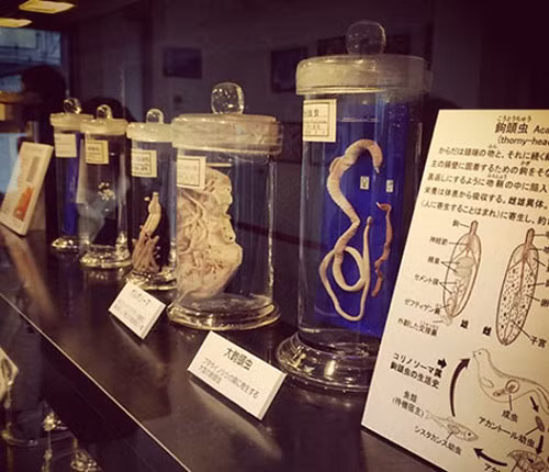  Bảo tàng ký sinh trùng ở Nhật Bản: Bảo tàng ký sinh trùng nằm ở tầng 1 và tầng 2 của tòa nhà tại Meguro, Tokyo (Nhật Bản). Bảo tàng này trưng bày hơn 300 mẫu vật. Bao gồm các loại như giun đũa, giun móc, sán, đỉa… bảo quản trong các lọ, bể, đĩa thủy tinh chứa đầy formaldehyde. Những hiện vật trưng bày trong bảo tàng hứa hẹn sẽ mang lại cho khách tham quan trải nghiệm khó quên.