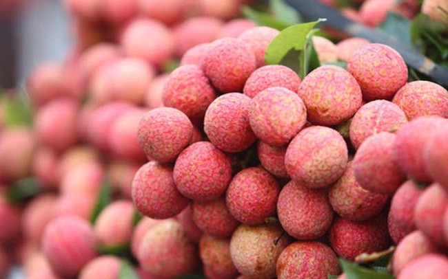 Huyện Lục Ngạn ở Bắc Giang được xem là thủ phủ của cây vải thiều nước ta. Lục Ngạn là huyện miền núi, có diện tích tự nhiên lớn nhất tỉnh Bắc Giang. 