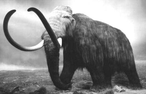 Voi ma mút là động vật ăn cỏ và các loài cây thuộc ngành thông. Người ta cũng cho rằng ngoài cỏ, voi ma mút Columbia ăn các loại quả lớn ở Bắc Mỹ.