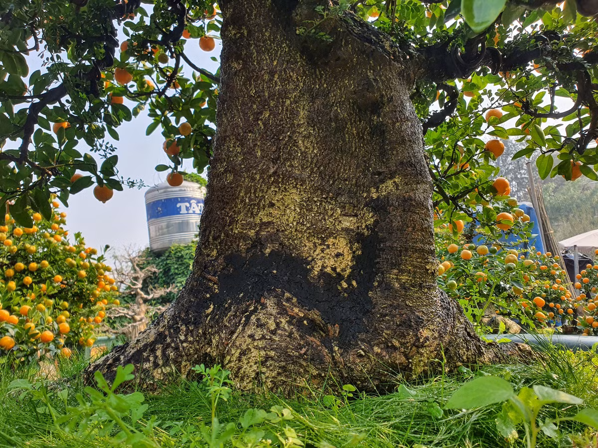 Chau quat duoc dinh gia 300 trieu, chi cho thue chu khong ban-Hinh-7