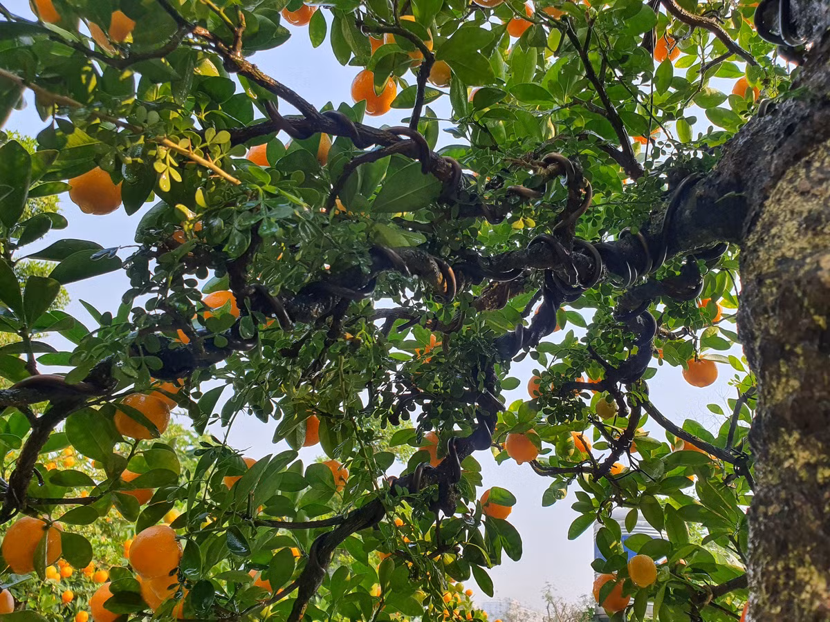 Chau quat duoc dinh gia 300 trieu, chi cho thue chu khong ban-Hinh-12