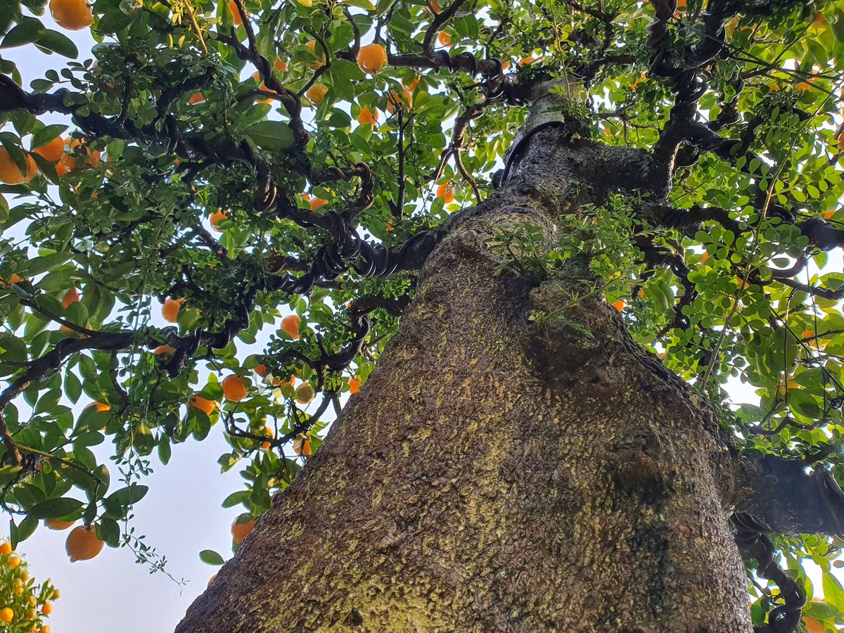 Chau quat duoc dinh gia 300 trieu, chi cho thue chu khong ban-Hinh-9