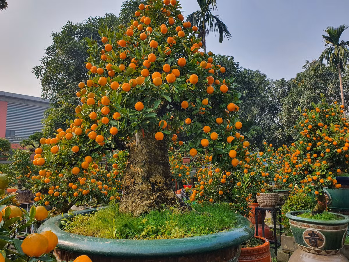 Chau quat duoc dinh gia 300 trieu, chi cho thue chu khong ban-Hinh-13