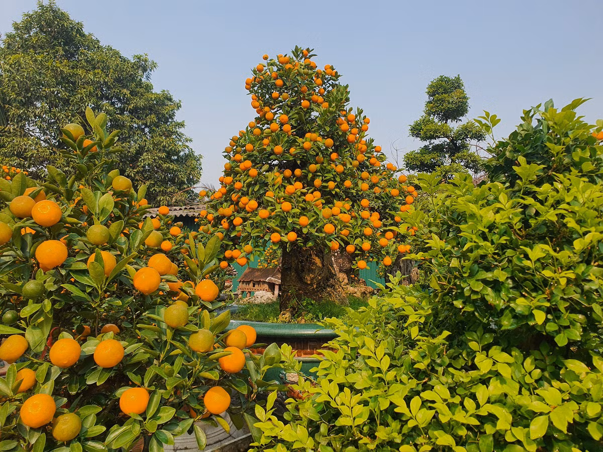 Chau quat duoc dinh gia 300 trieu, chi cho thue chu khong ban-Hinh-2