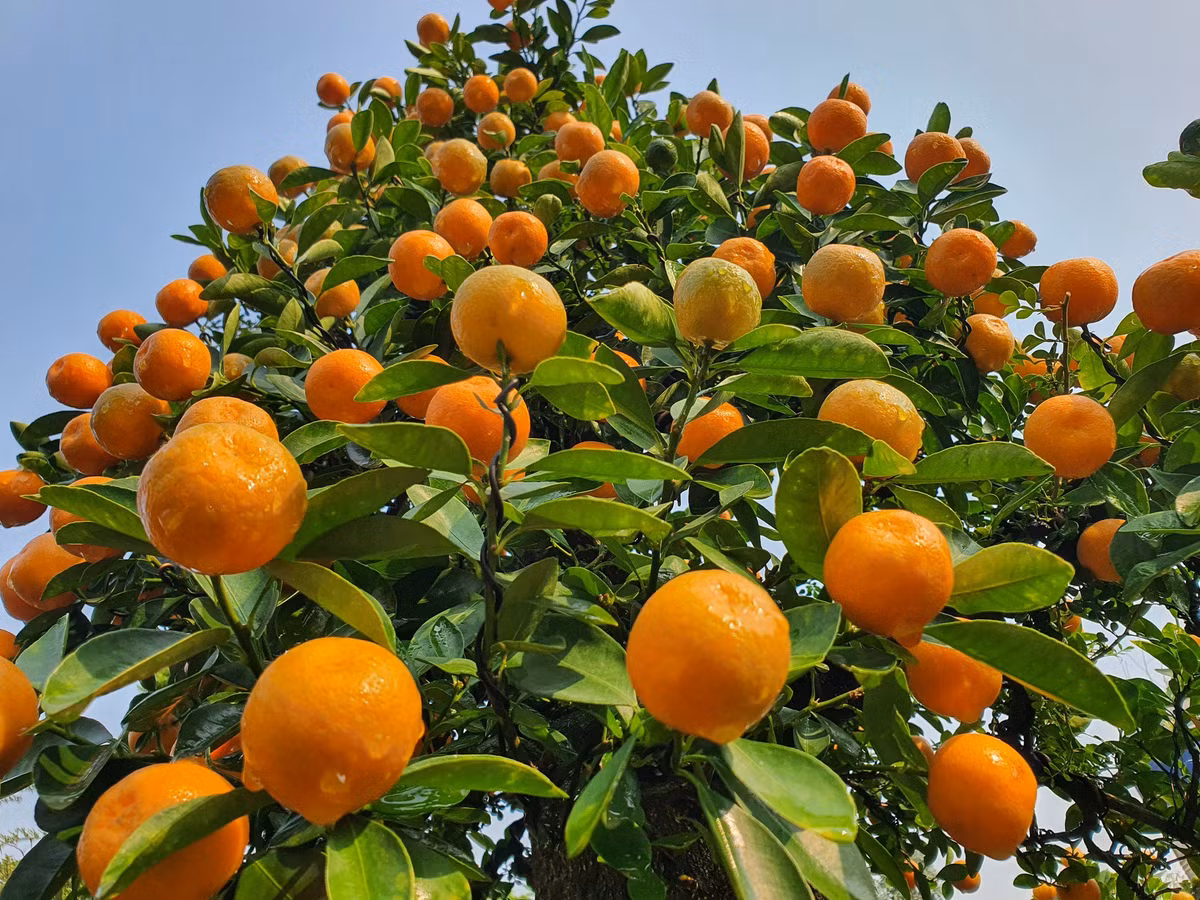 Chau quat duoc dinh gia 300 trieu, chi cho thue chu khong ban-Hinh-10