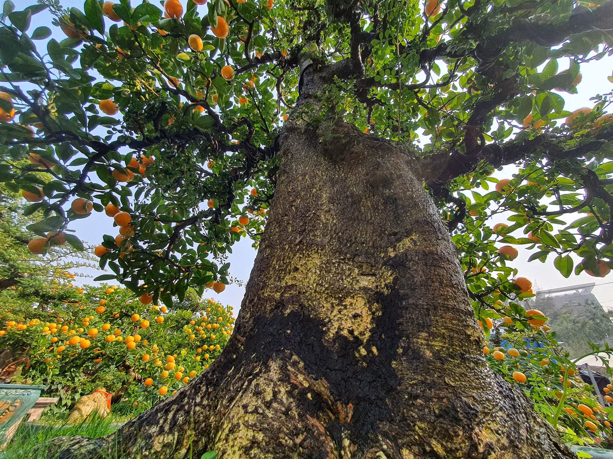 Chau quat duoc dinh gia 300 trieu, chi cho thue chu khong ban-Hinh-6