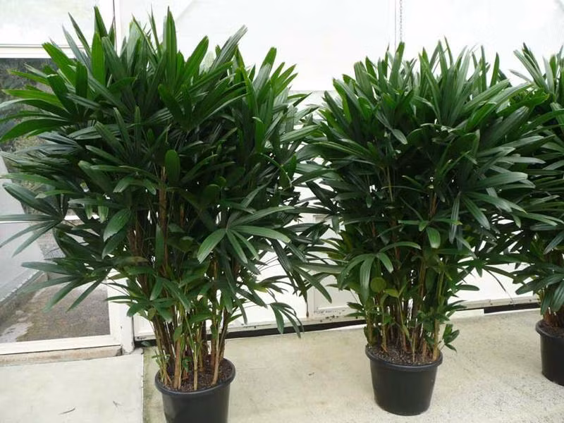 Cây trúc mây. Đây là loài thực vật có hoa thuộc họ Arecaceae, có tên khoa học là Rhapis excelsa. Cây nội thất này giúp giảm nguy cơ mắc ung thư vì lọc tốt amoniac, một chất rất hại cho hệ hô hấp, vốn là thành phần chính trong chất tẩy rửa, dệt may và thuốc nhuộm.