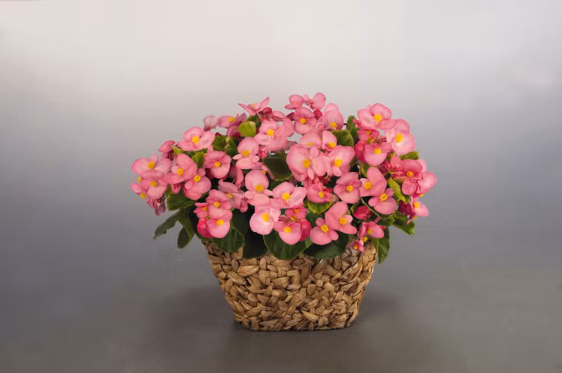 Thu hải đường trường sinh. Thực vật có hoa trong chi Hải đường (Begonia). Cây có thể lọc tốt benzene và các hóa chất được sinh ra bởi toluene, vốn có trong một số loại sáp và chất kết dính. Toluen chủ yếu được dùng làm dung môi hòa tan nhiều loại vật liệu như sơn, các loại nhựa tạo màng cho sơn, mực in, chất hóa học, cao su, mực in, chất kết dính... Nếu tiếp xúc với toluene trong thời gian đủ dài có thể bị bệnh ung thư.