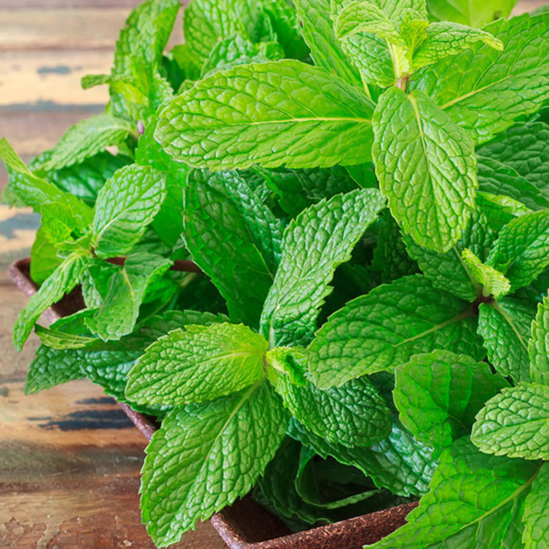 Bạc hà mang lại cảm giác mát lạnh tức thì khi được bổ sung vào một món đồ uống hoặc đồ ăn nhẹ nào trong ngày hè nóng bức. Ảnh: hatgiongphuongnam.