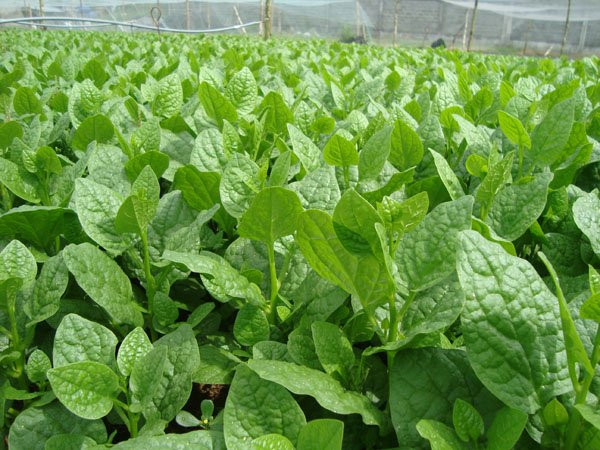 Thoa hỗn hợp này lên mặt và để trong 15 - 20 phút trước khi rửa sạch với nước lạnh. Ảnh: danviet.