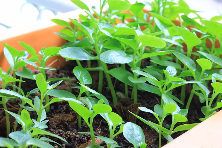 Đơn giản hơn, bạn có thể xay nhuyễn một nắm lá rau mồng tơi rồi lọc lấy nước và thêm một ít muối biển. Ảnh: vuonrau365.