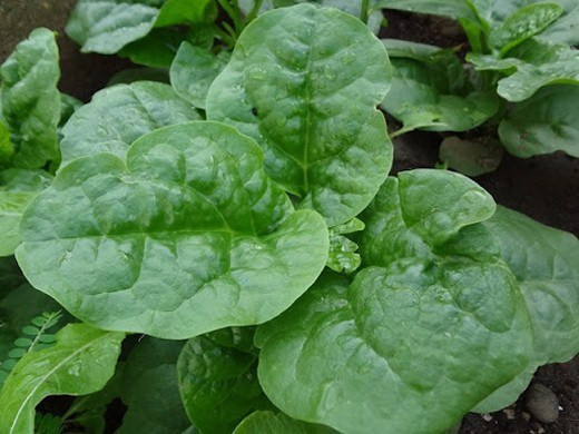 Để dưỡng trắng da bằng rau mồng tơi, bạn có thể nghiền nát 4-5 lá mồng tơi rồi trộn với 1 muỗng mật ong cùng với 2 thìa nước cốt chanh và đắp lên da mặt trong 20 phút. Ảnh: wp.