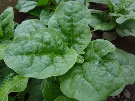 Để dưỡng trắng da bằng rau mồng tơi, bạn có thể nghiền nát 4-5 lá mồng tơi rồi trộn với 1 muỗng mật ong cùng với 2 thìa nước cốt chanh và đắp lên da mặt trong 20 phút. Ảnh: wp.