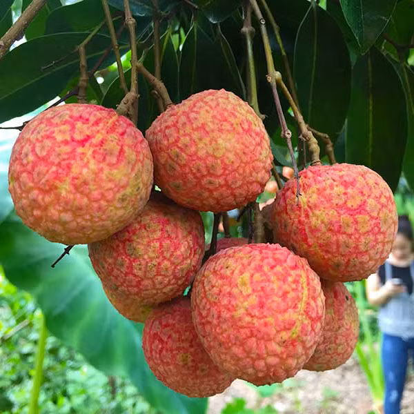 Quả vải dù có vị ngọt đậm nhưng có lượng calo, chất béo không bão hòa và cholesterol thấp trong khi lượng chất xơ rất dồi dào nên giúp giảm cân hiệu quả rất tốt vào mùa hè. Ảnh: vaithieu.