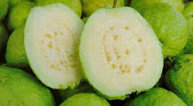 Bên cạnh đó, ổi cũng là loại trái cây mùa hè hỗ trợ giảm cân cực hiệu quả. Ảnh: mediacdn.