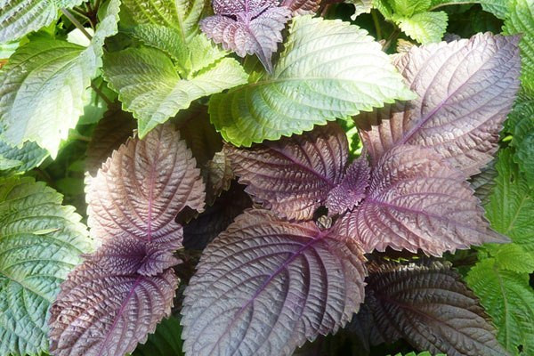 Tía tô có tác dụng chống lão hóa và làm đẹp da, đồng thời có khả năng kháng khuẩn, chống viêm giúp giảm mụn dưới da. Ảnh: wp.